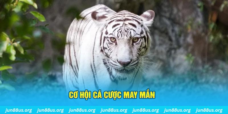 qq66 hết slot la gì