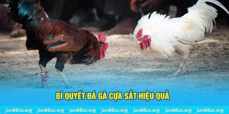 qq66 đá gà cựa dao