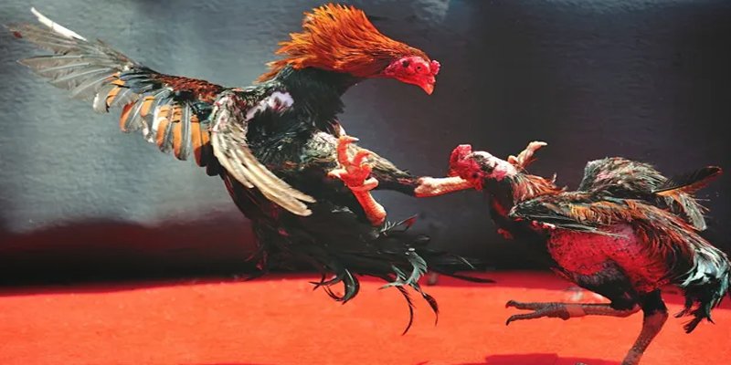 qq66 BG Bắn cá