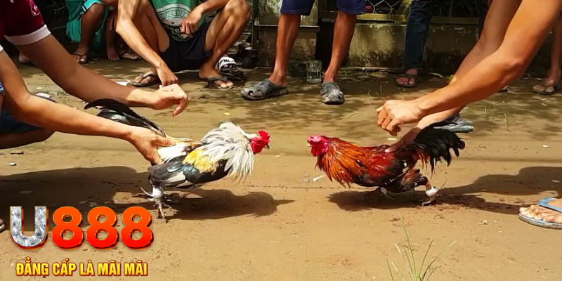 qq66 đăng nhập mậu binh rút tiền nhanh
