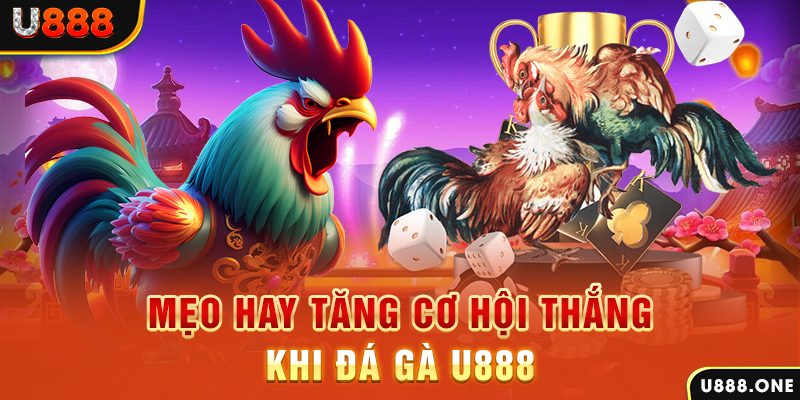 qq66 trực tiếp gà chọi c1